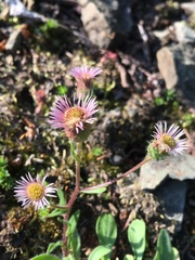 Erigeron nivalis