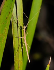 Sipyloidea larryi
