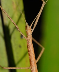 Sipyloidea larryi