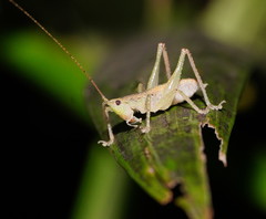 Austrosalomona destructor