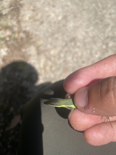 Chung-an ground lizard, Takydromus sylvaticus
