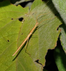Sipyloidea larryi