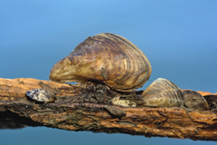 Dreissena