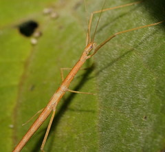 Sipyloidea larryi