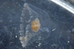 Proboscidactyla flavicirrata