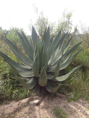 Agave atrovirens