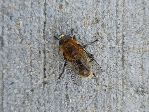 Unknown species found near Meridian, ID, USA