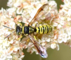 Eucerceris provancheri