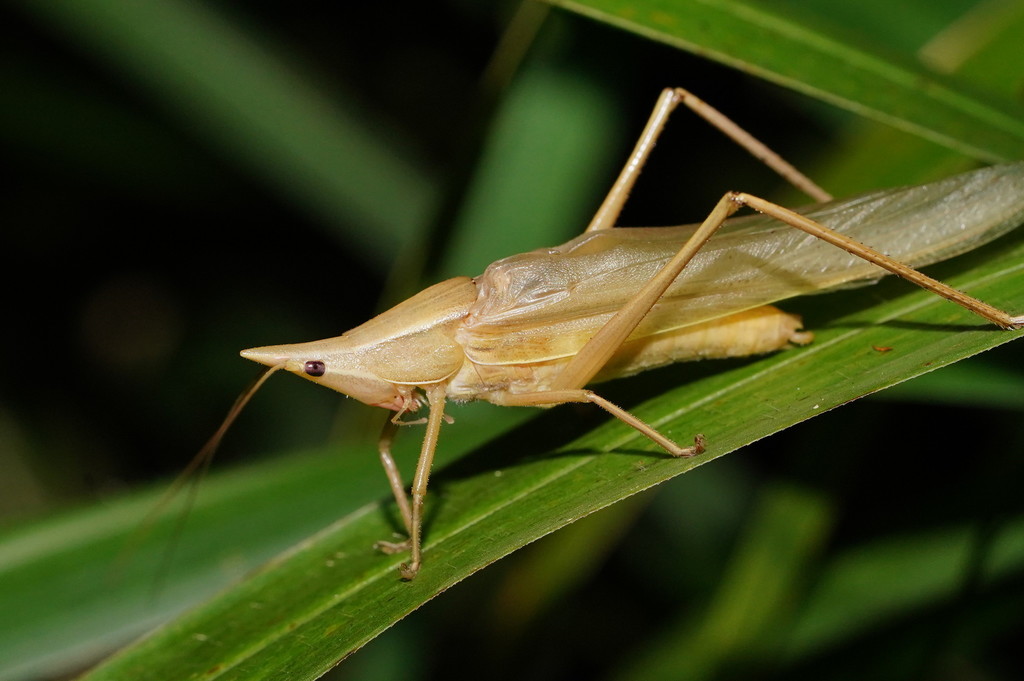 Pseudorhynchus