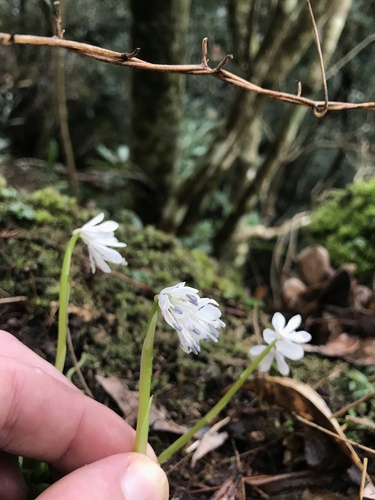 Helonias breviscapa, photograph 1