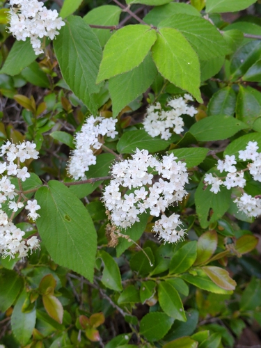 Image of Viburnum erosum by (c) harum.koh, some rights reserved (CC BY-SA)