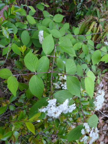 Image of Viburnum erosum by (c) harum.koh, some rights reserved (CC BY-SA)
