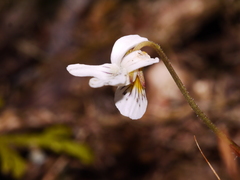 Viola filicaulis