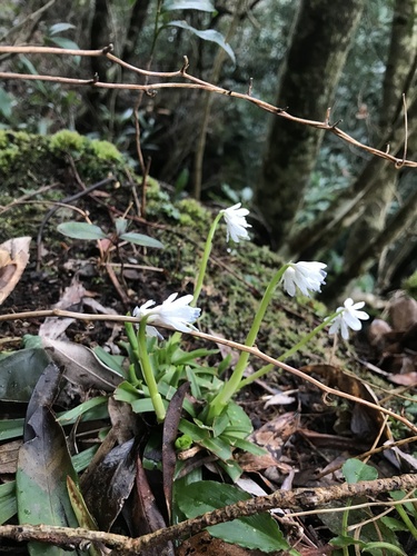 Helonias breviscapa, photograph 2