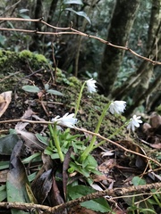 Helonias breviscapa, photograph Mason Brock, CC0, iNaturalist via GBIF
