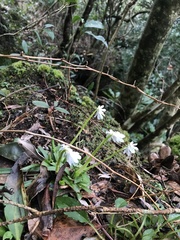 Helonias breviscapa, photograph Mason Brock, CC0, iNaturalist via GBIF