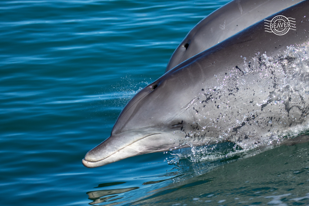 Tursiops aduncus<br>21 April, 2025