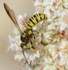 Eucerceris provancheri