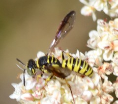 Eucerceris provancheri
