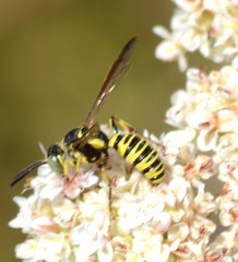 Eucerceris provancheri