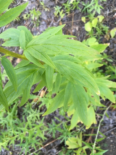 Spectacle Lake Trail