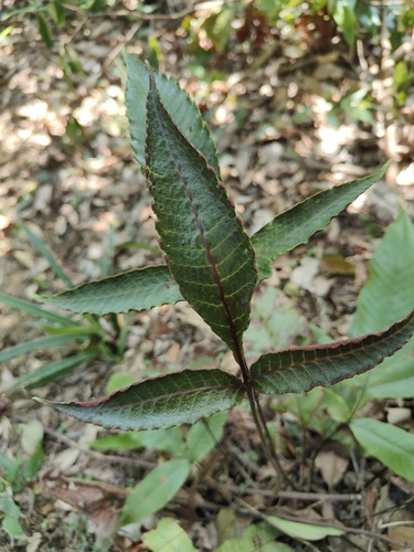 Tectaria harlandii iNat (3)
