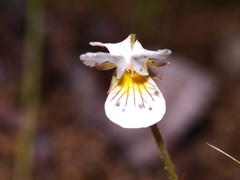 Viola filicaulis