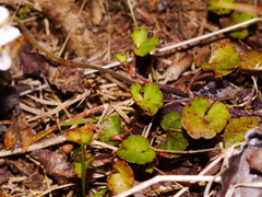 Viola filicaulis