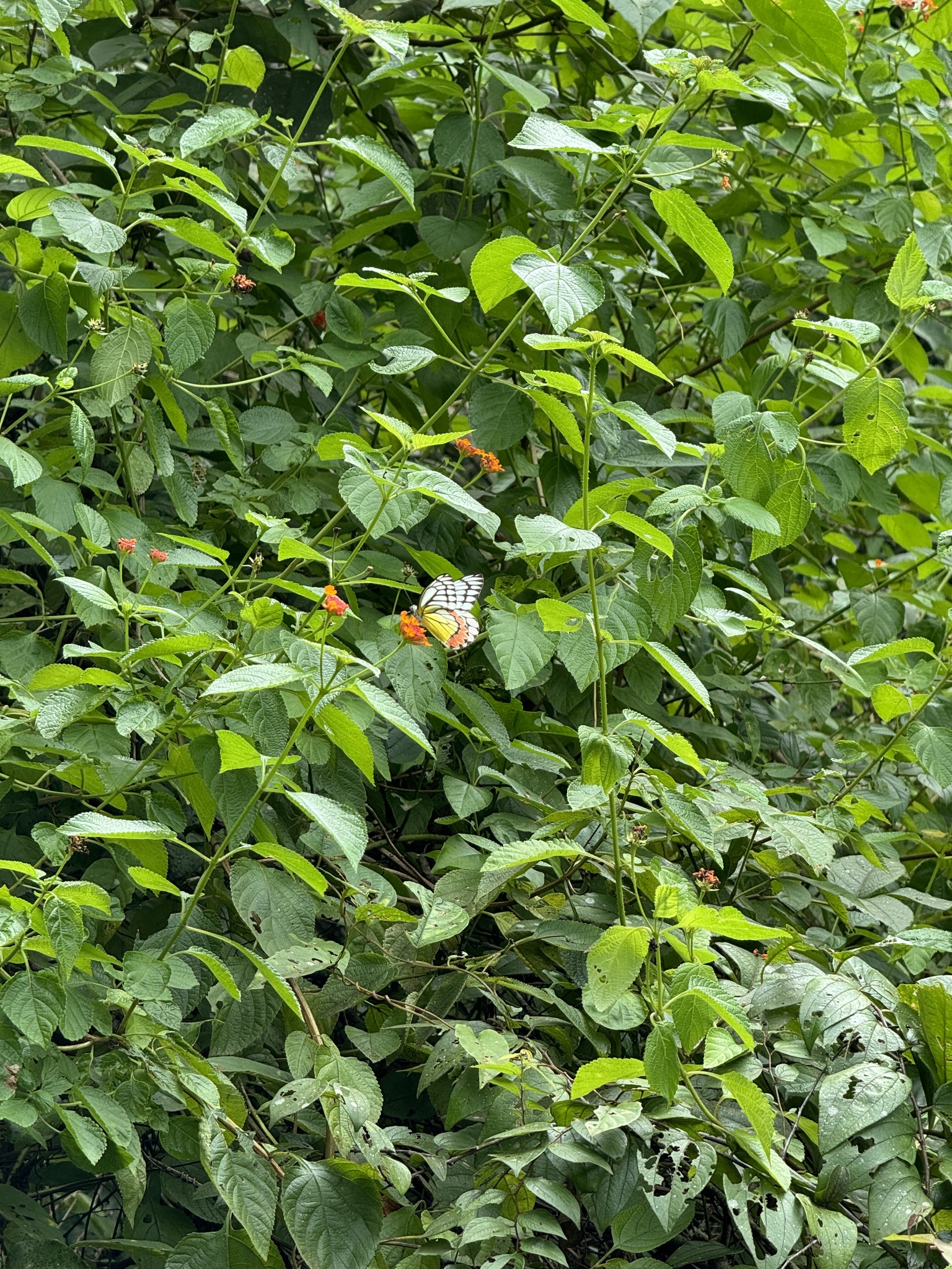 Indian Jezebel