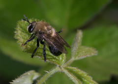 Microdon megalogaster