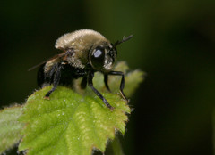 Microdon megalogaster