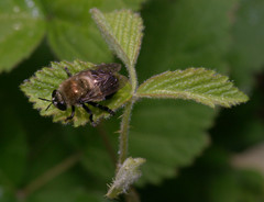 Microdon megalogaster