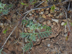 Biserrula pelecinus (Biserrula epiglottis)