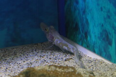 Mawson's Dragonfish photo 2