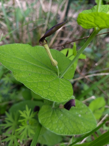 Smearwort (Aristolochia rotunda)