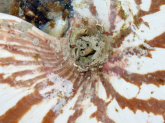 Nautilus macromphalus