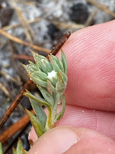 Sand Rootthug (Thesium ecklonianum)