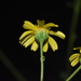 Amauriopsis pedata - Photo (c) Joey Santore, algunos derechos reservados (CC BY-NC), subido por Joey Santore