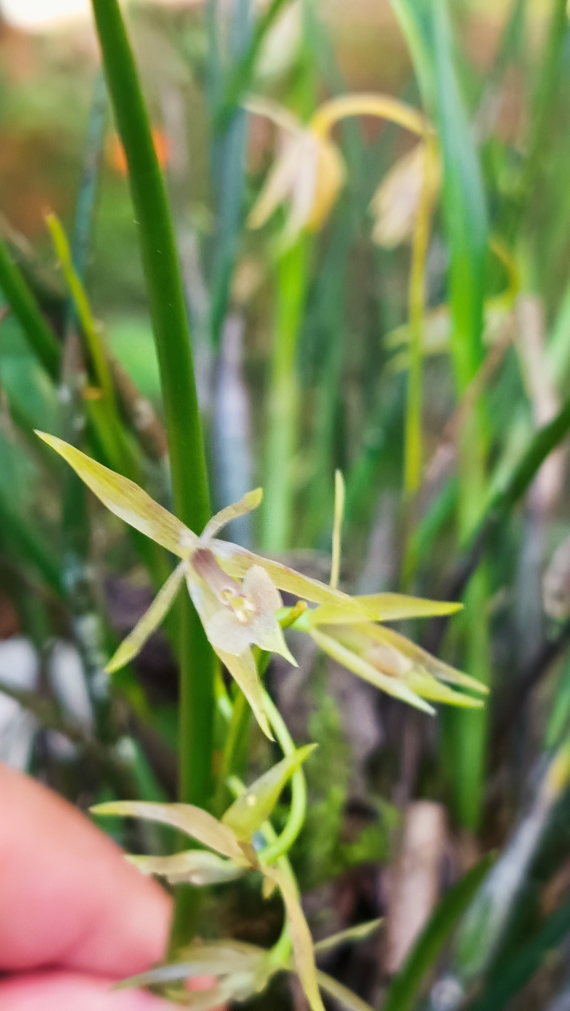 Epidendrum tipuloideum Lindl.