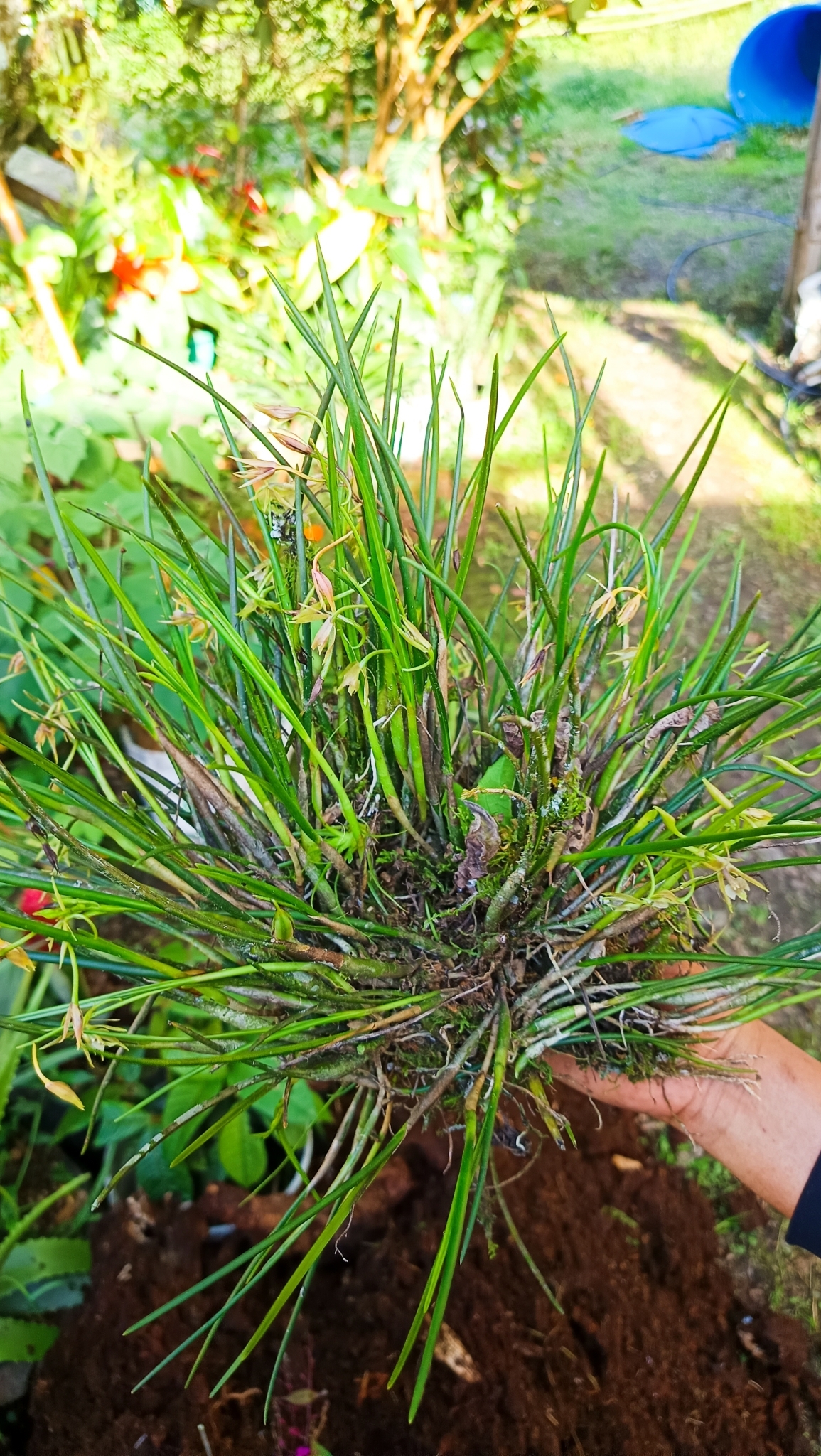 Epidendrum tipuloideum Lindl. 2