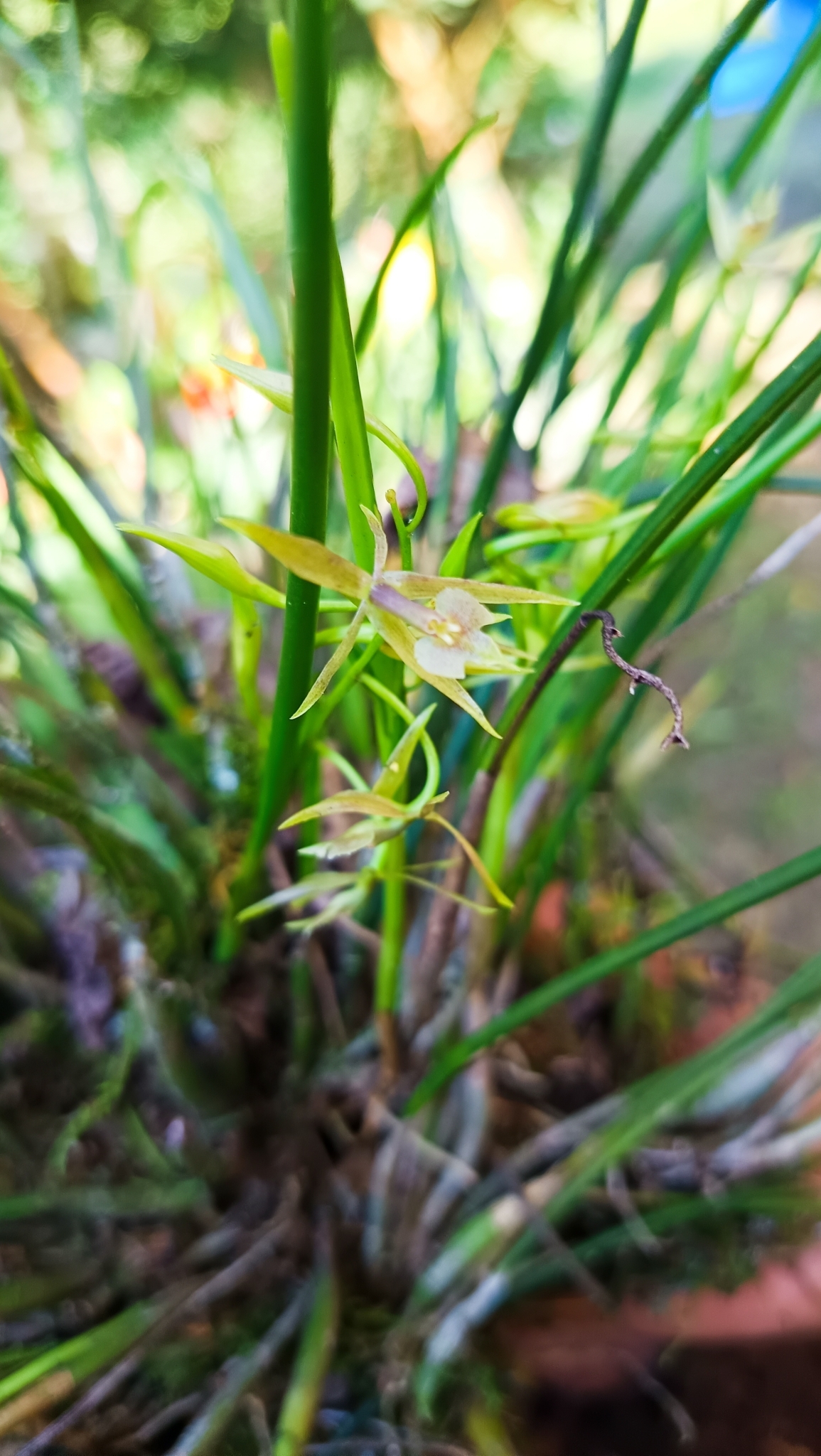 Epidendrum tipuloideum Lindl. 3