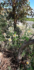 Olearia pannosa
