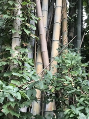 Phyllostachys edulis