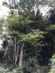 Phyllostachys edulis