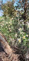Olearia pannosa