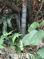 Phyllostachys edulis