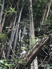 Phyllostachys edulis