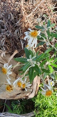 Olearia pannosa