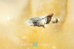 Platycephalidae
