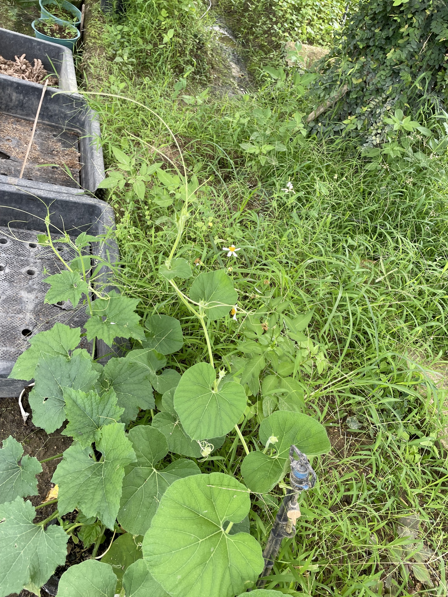 Lagenaria siceraria (Lagenaria siceraria)